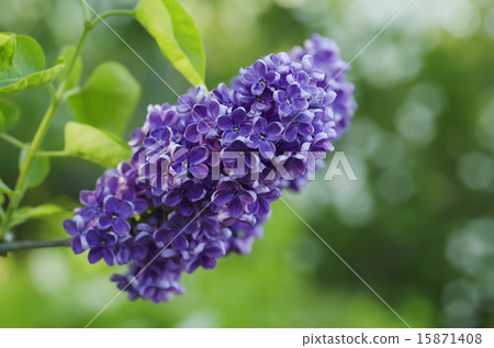 Branch of lilac flowers 15871408