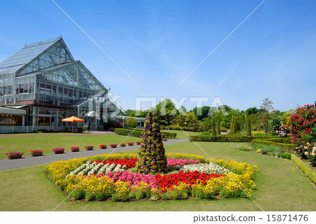 清水公園 花壇花壇 五月 野田市野田市 照片素材 圖片 圖庫