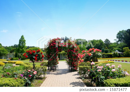 清水公園花幻想曲玫瑰拱（五月） 15871477