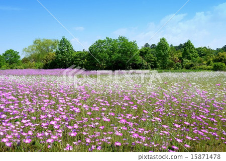 Shimizu Park Fantasia“Agrostema（Muginadesico）”（五月） 15871478