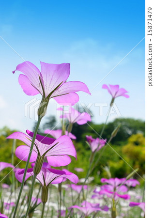 Shimizu Park Fantasia "Agrostema (Muginadesico)" (May) 15871479