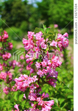 Weigela 15871504