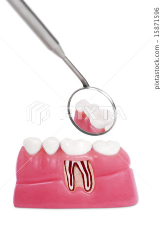 Anatomical inside good teeth, isolated on a white  15871596