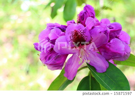 犧牲藍點 15871597