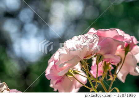 Rose "Sakuragai" 15871980