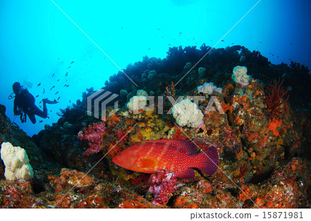 Red Hata 15871981