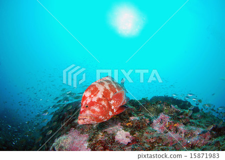 Azahata Azahata 15871983