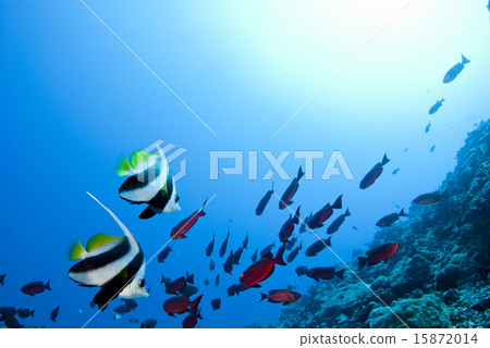 石斑紅魚 15872014