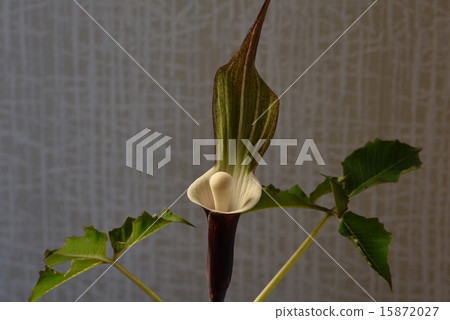 YUKIMOCHISOU 15872027