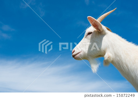 Blue sky and goat 15872249