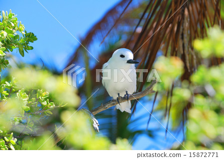 French Polynesia Rangiroa Atoll Blue Lagoon White Rabbit 3 French Polynesia Rangiroa Atoll Blue Lagoon White Rabbit 3 15872771