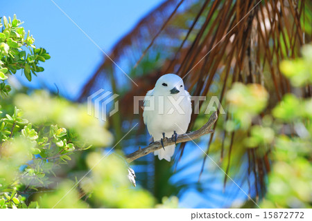 French Polynesia Rangiroa Atoll Blue Lagoon White Rabbit 4 French Polynesia Rangiroa Atoll Blue Lagoon White Rabbit 4 15872772