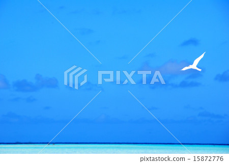 French Polynesia Rangiroa Atoll Blue Lagoon White Rabbit 7 15872776