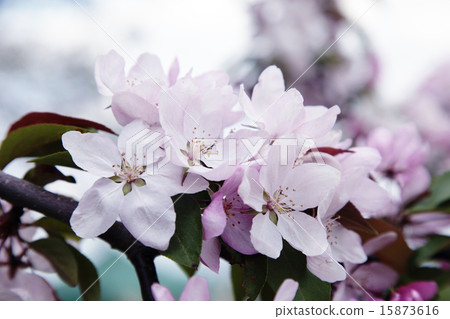 pink apple tree flowers 15873616