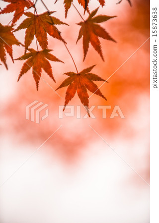 autumn leaves, very shallow focus autumn leaves, very shallow focus 15873638