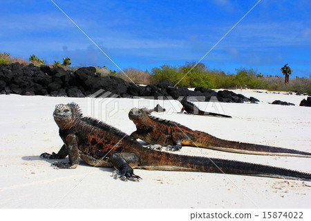 Galapagos Islands in Ecuador 15874022