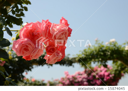 Rabinia Rabinia 15874045