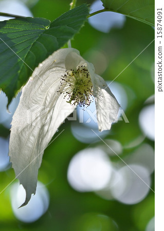 Handkerchief tree 15874091