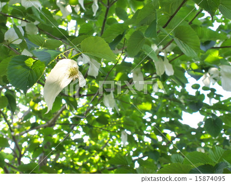 Handkerchief tree 15874095