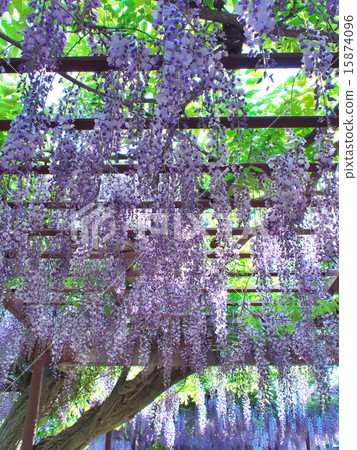 Wisteria 15874096