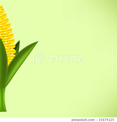 Yellow Cob Corn 15874125