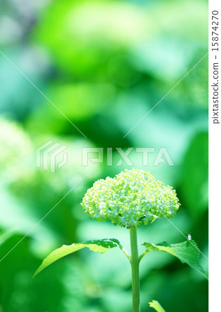 Hydrangea Hydrangea 15874270