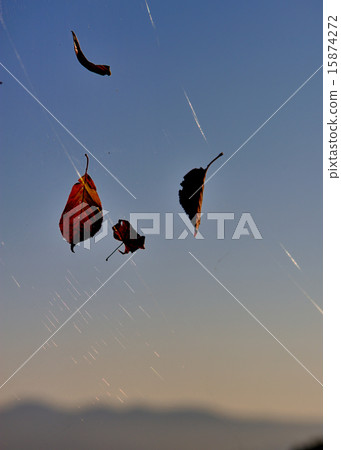 spider spider 15874272