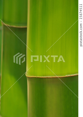 Bamboo 15874511