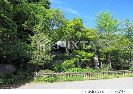 Fresh green of Fukaderaji Masami Daishodo 15874764