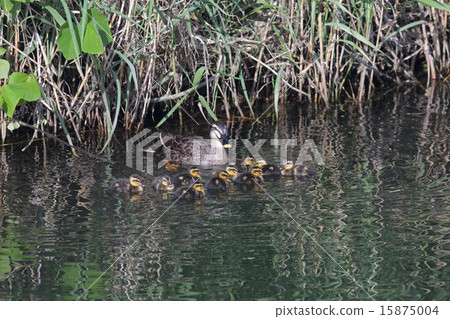 Parent and child of kalgamo 15875004