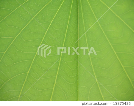 Bright colorful foliage 15875425