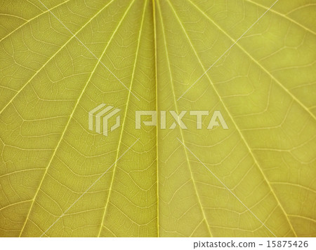 Elements Brown leaves Elements Brown leaves 15875426