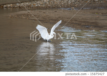 Muromi河的目的是為了展翅魚 Muromi河的目的是為了展翅魚 15875427