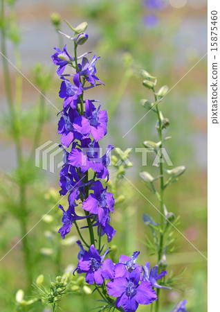Larkspur 15875460