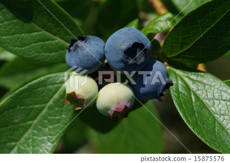 blueberry blueberry 15875576