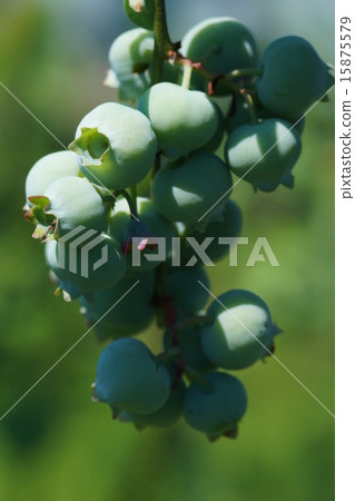 藍莓 藍莓 15875579