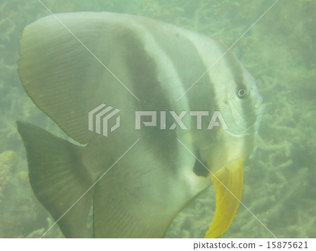 燕子的小麥 15875621