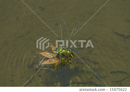 ANAX帕泰諾佩朱利葉斯 15875622