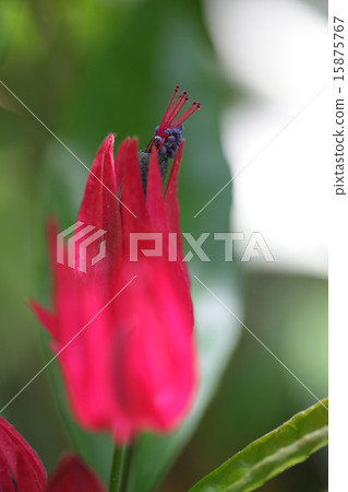 Pavonia·英特爾媒體花 Pavonia·英特爾媒體花 15875767
