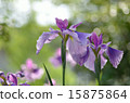 Irises, flowers, plants 15875864