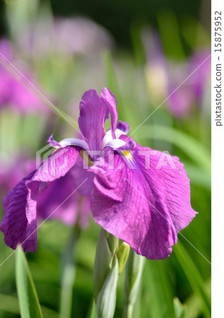 Irises, flowers, plants 15875952