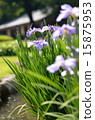 Irises, flowers, plants 15875953