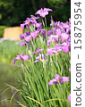 Irises, flowers, plants 15875954