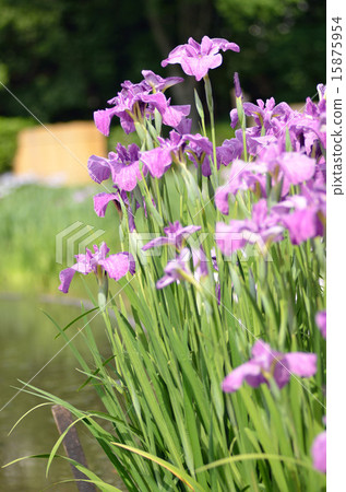 Irises, flowers, plants 15875954