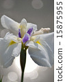 Irises, flowers, plants 15875955