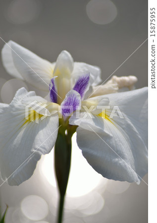 鳶尾花，花卉，植物 15875955