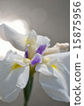Irises, flowers, plants 15875956