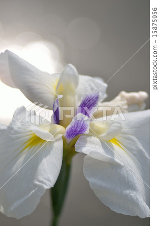Irises, flowers, plants 15875956