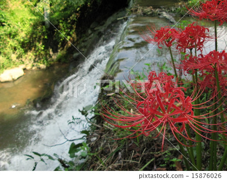 Cluster amaryllis Cluster amaryllis 15876026