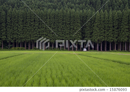 Rice cedar and rice planting 15876093